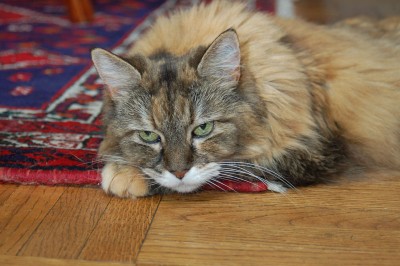 Parker the Cat